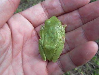 ニホンアマガエル